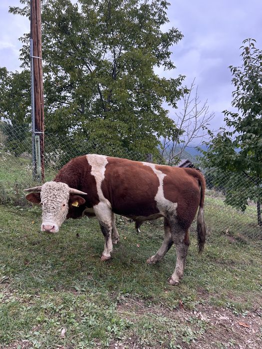 Cauți in taur care să aduca, forță si genetică in gospodaria ta?
