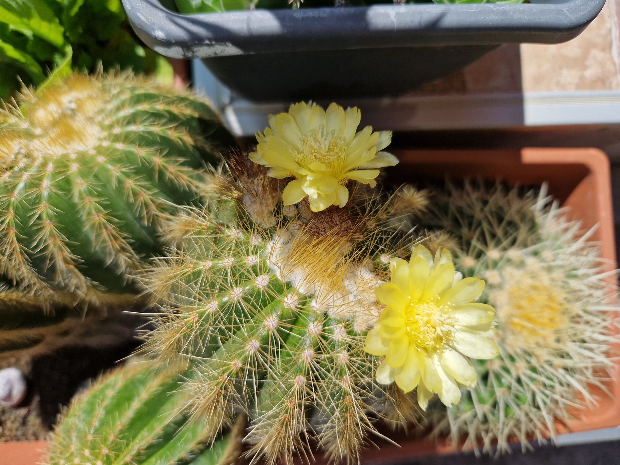 Cactuși cu flori,  jardiniere și pământ