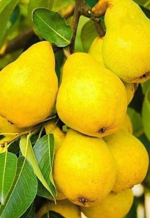 Pomi fructiferi diferite soiuri  plante ornamente  și  vită de vie