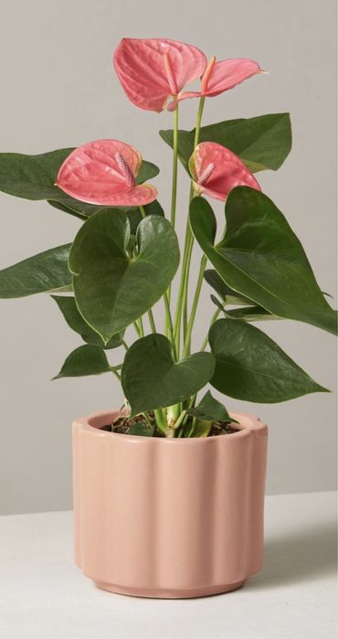 Комнатные растение