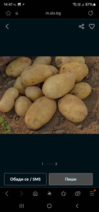 Продавам семе картофи сорт Агрия