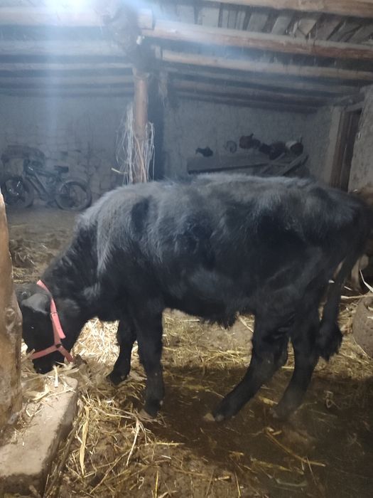 Новвосча сотилади