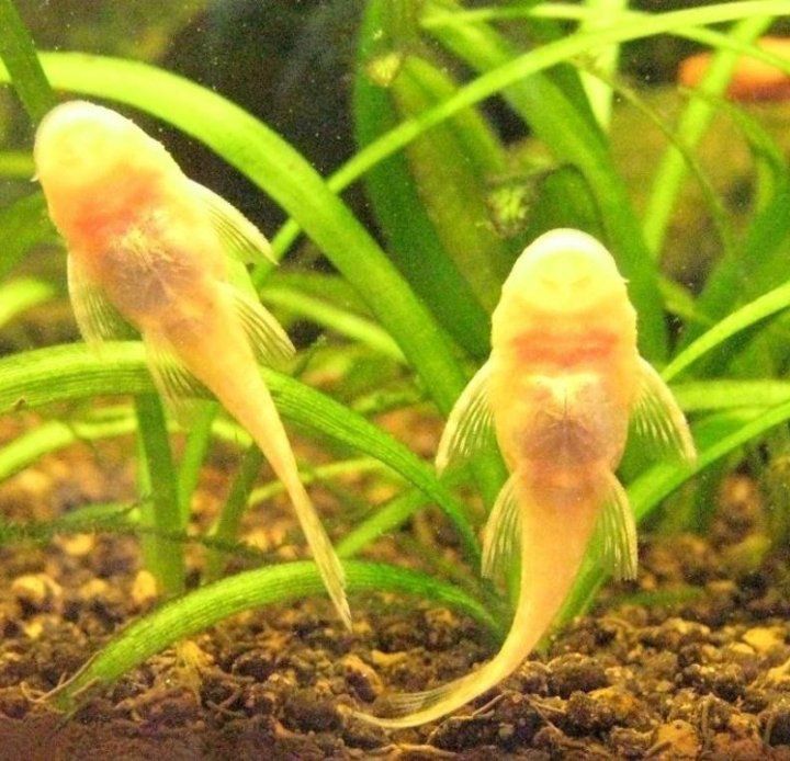 Мечиносцы чёрные, Мечиносцы красные, Моллинезии, Гуппи, Анциструсы.