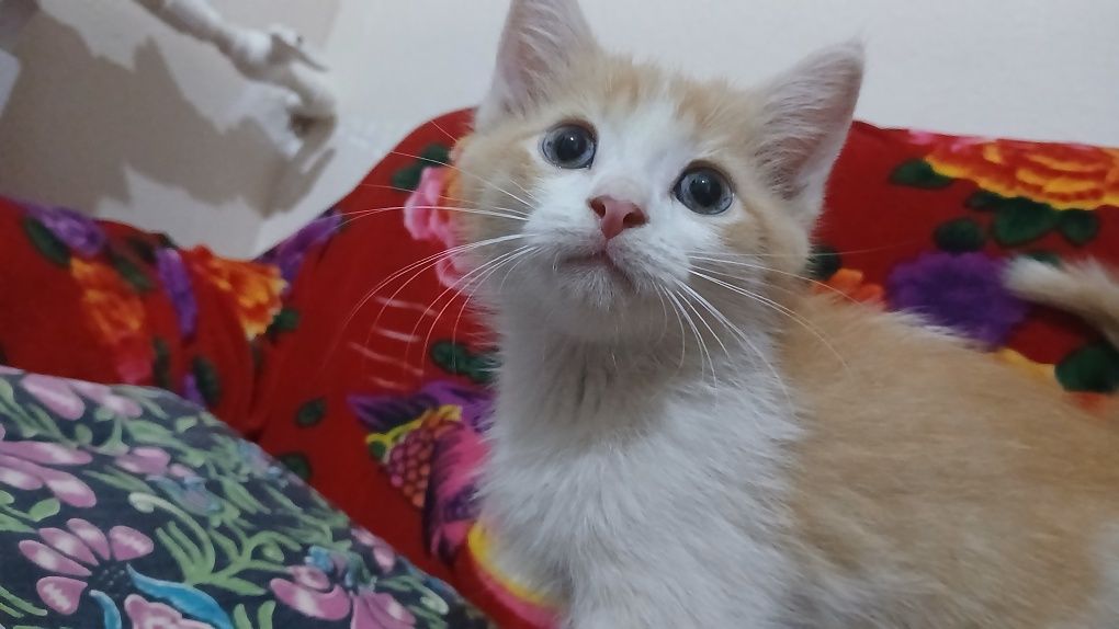 Scottish fold mushuk bolalari sotiladi