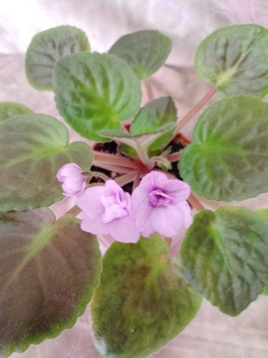 Продам фиалки домашние