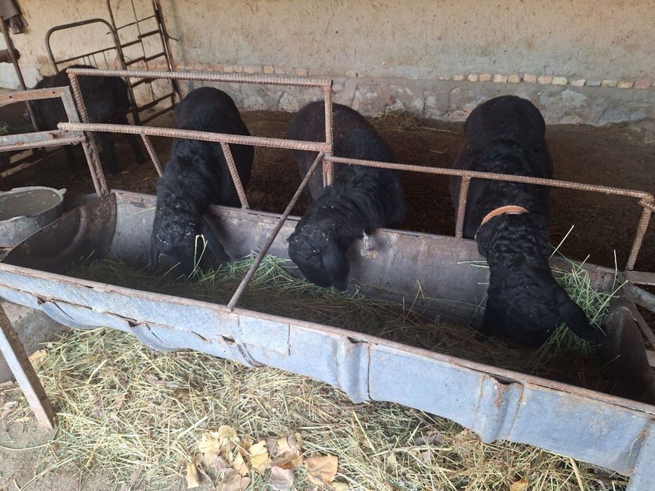 Кучкор Барра сотилади