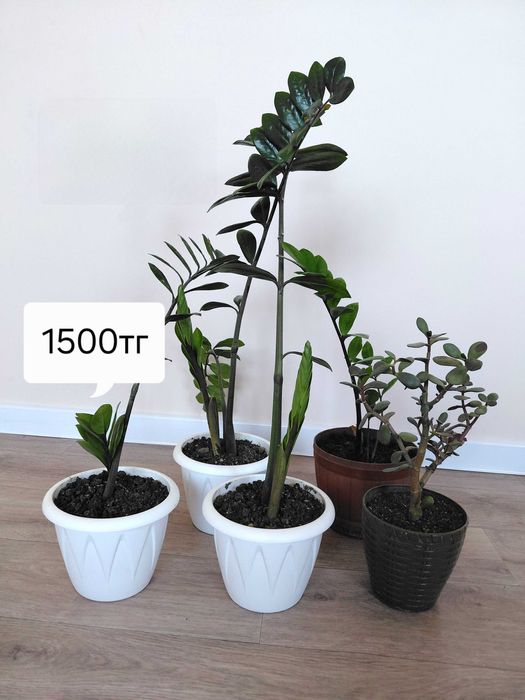 Комнатные  цветы