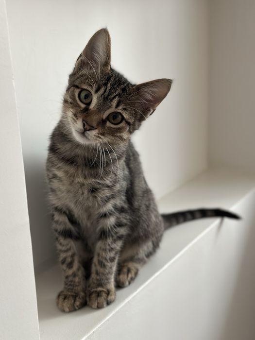 Подарява се коте