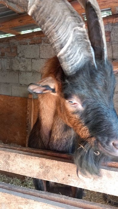 Țap Alpin francez rasă pură din gemeni