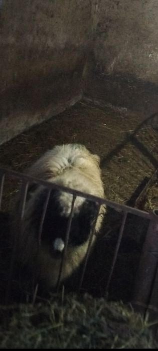 Vând berbecuț pentru ținut