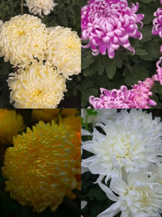 Крупноголовая горшечная хризантема