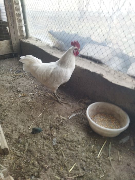 Ухейлюй хуроз сотилади.