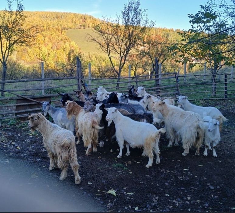 Vând 20 de capre și 2 țapi