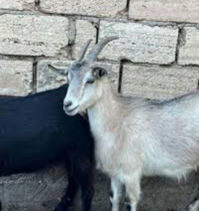 Шыбыш лақтар алам