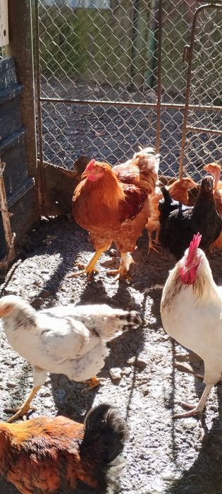 Vând cocoș bracman de sămânță și puii