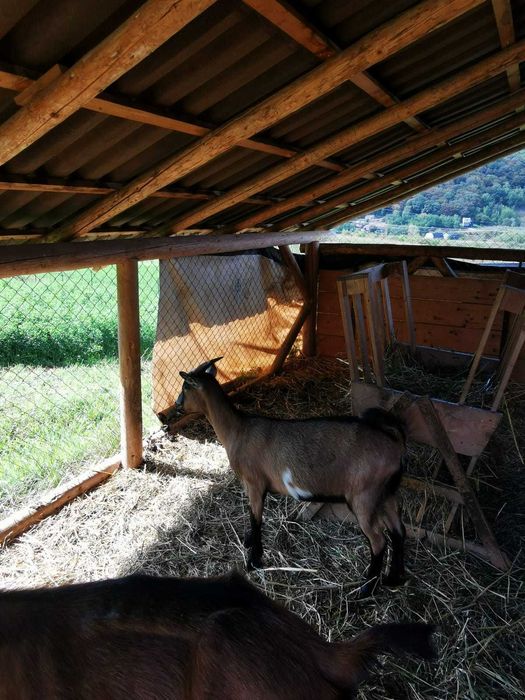 Vand iadă din primavara