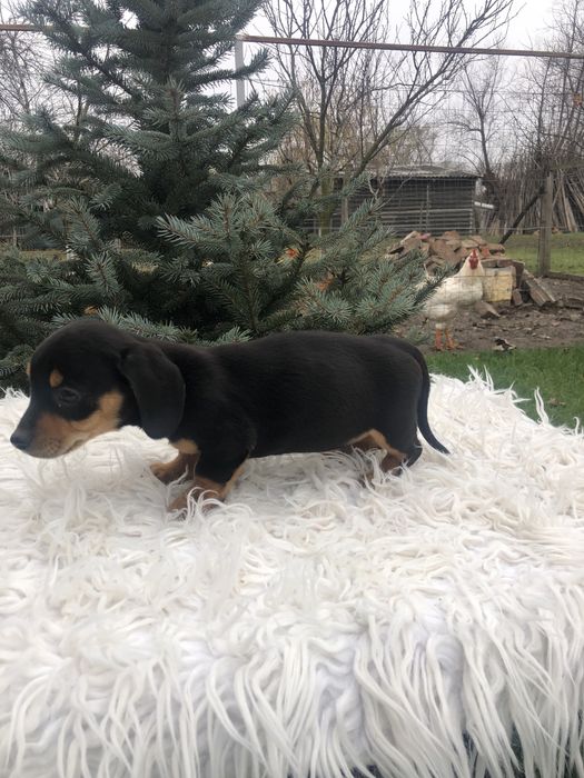 “Cătel teckel”….