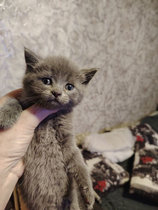 Британский малыш