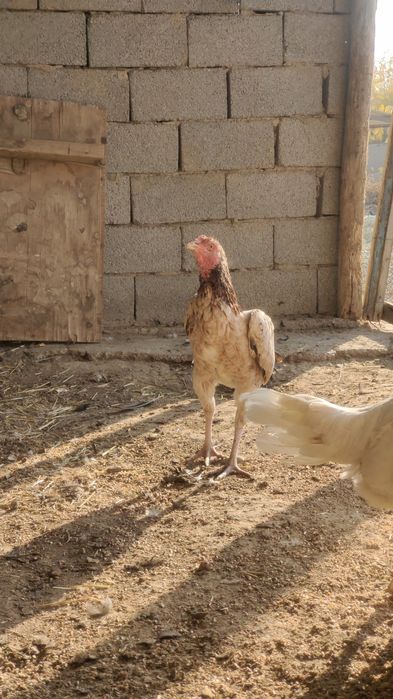 Дакан бойцовый ақ аяқ мекен сатылады