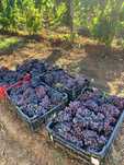 Vand Struguri de Vin
