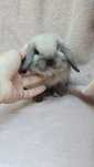 Iepuri  Mini lop - de companie
