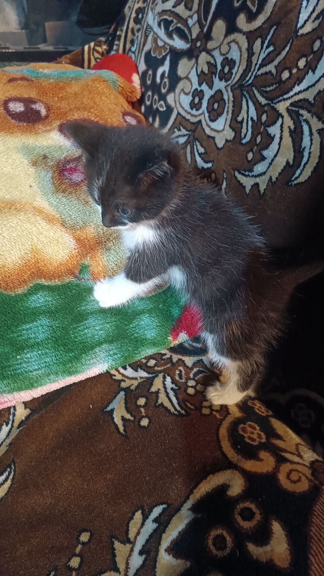 Отдам котят в добрые руки 2 шт