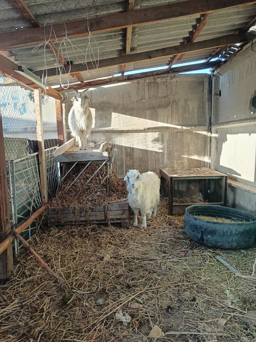 Продаются три козы