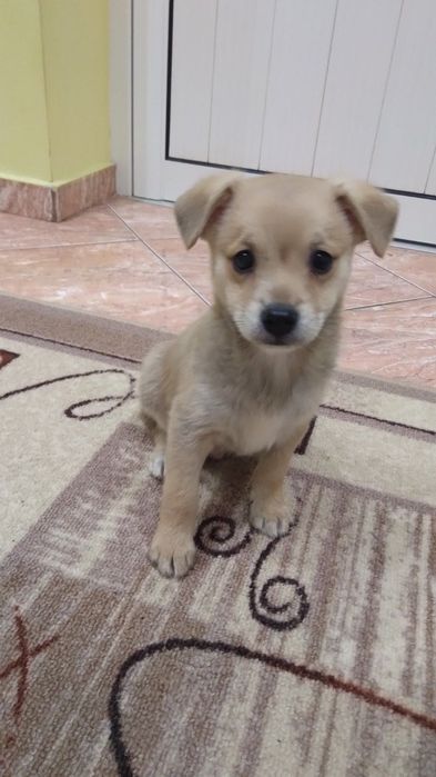 Бели пинчери на два месеца