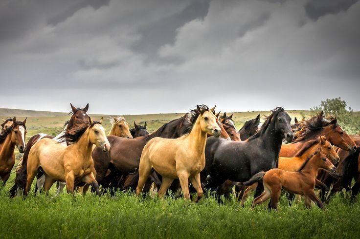 Продам табун лошадей с базой с землей
