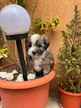 Bichon havanez toy