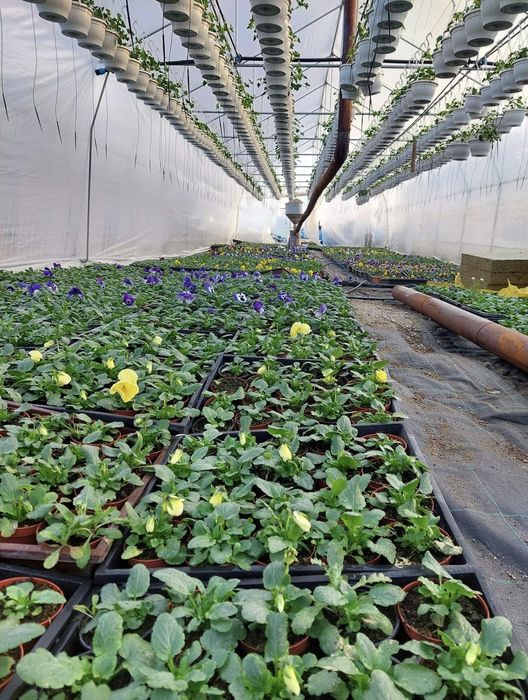 Soba peleti solar rasad sera incalzit hala locuinta.