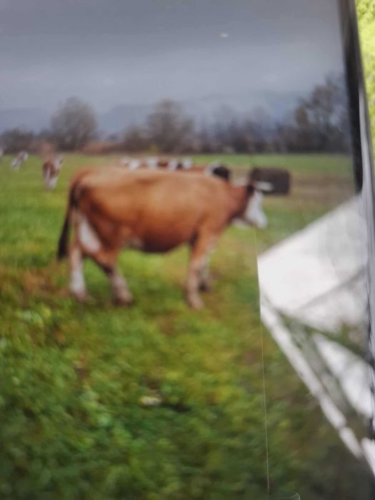 Vând vacă gestantă