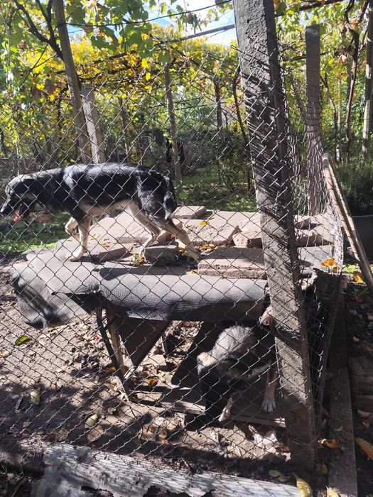 Подаряваме кученца