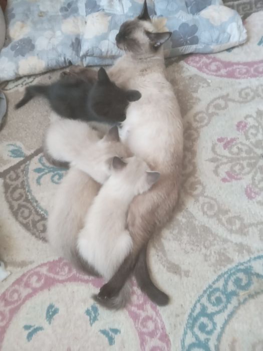 Котята от сиамской кошки