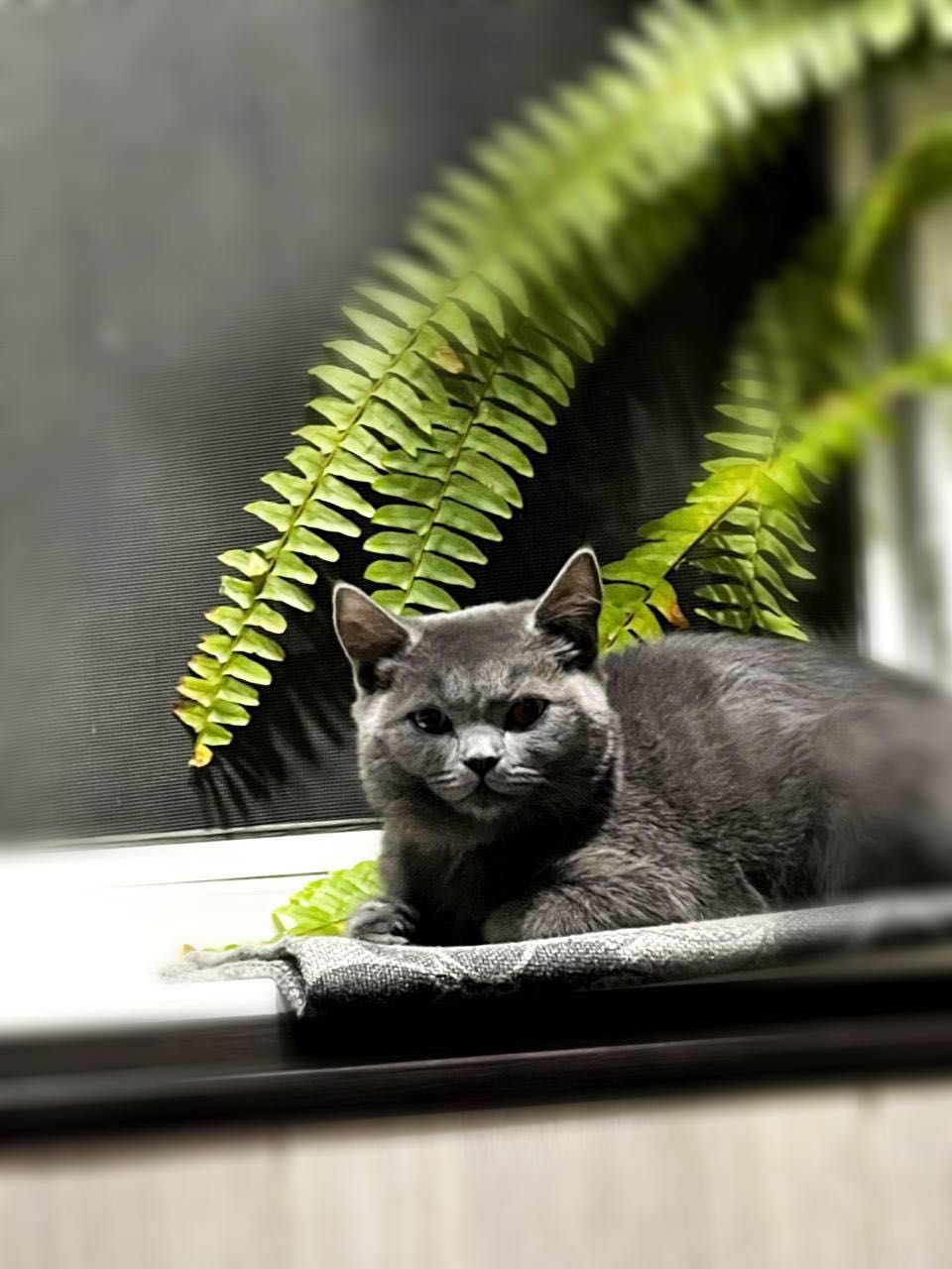 Кот Skoty strayt