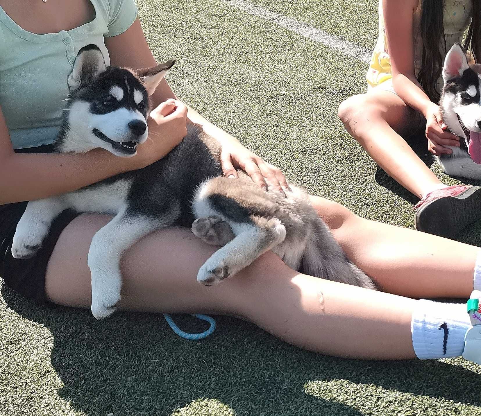 Pui Husky Siberian femela, părinți campioni multipli