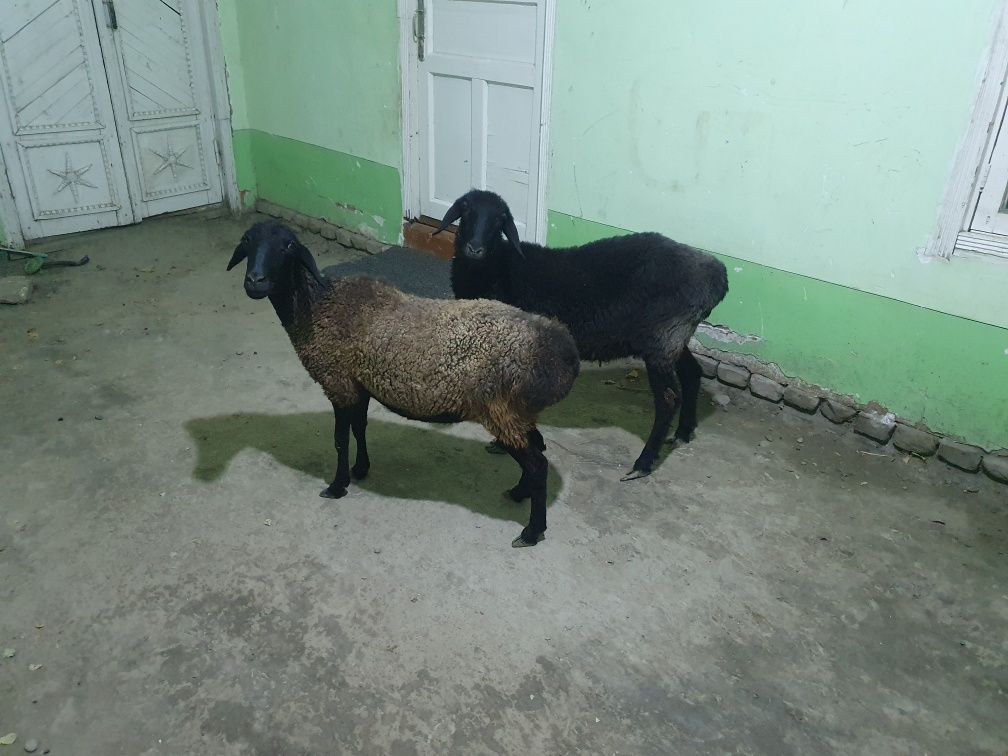 2ta yosh quyla sotiladi Shofirkonda