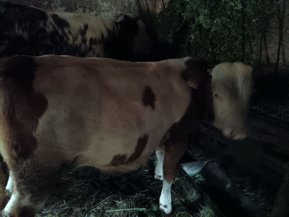 Vând vițea și taur