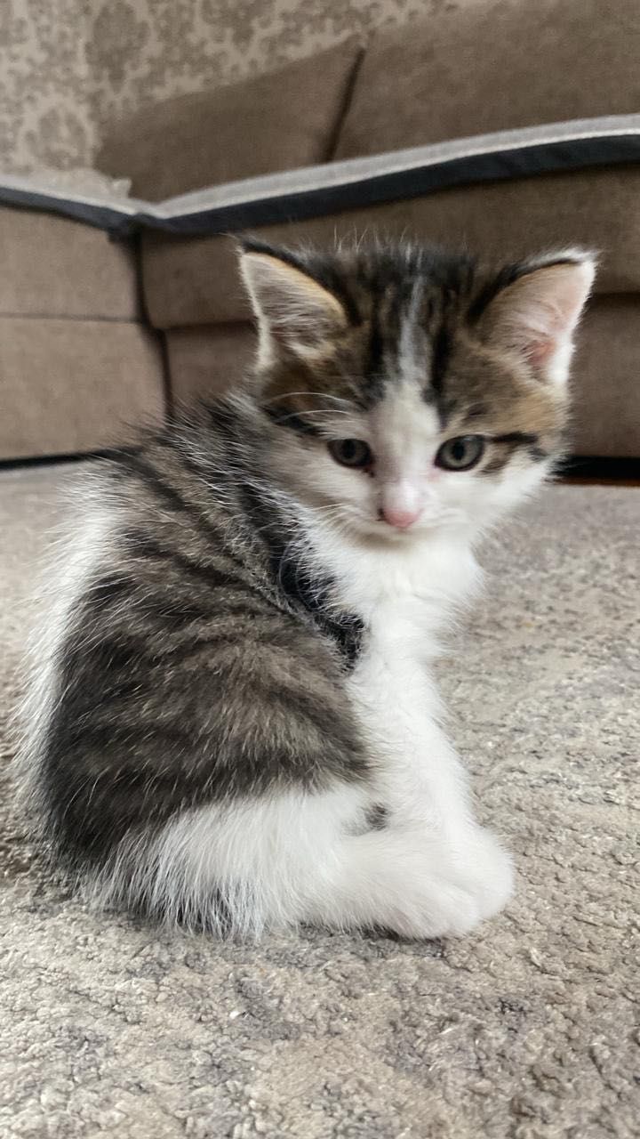 Котята, домашние
