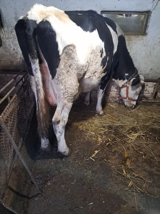 Vind 2 vaci cu lapte una çu vitel.