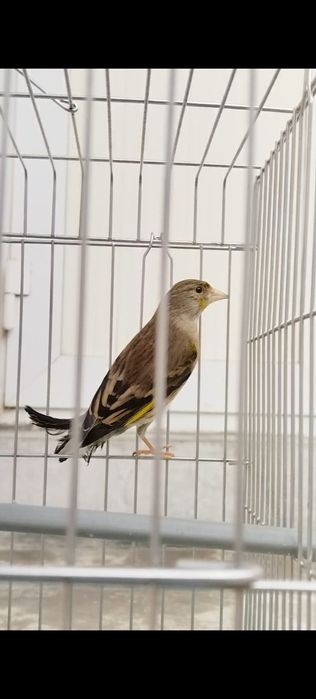 Гибрит модалар Мода иковиям Бир жойга 500 минг