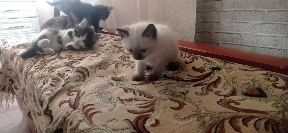 Отдам котят в добрые руки