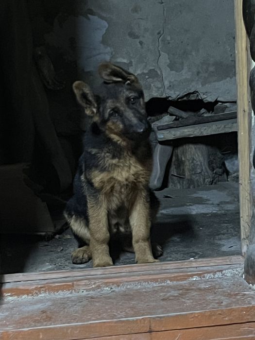 Немецкая овчарка!