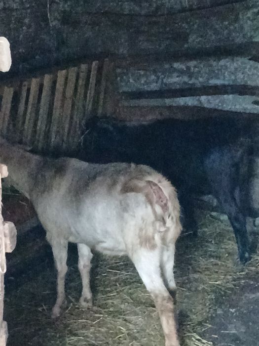 De vânzare țap anglonubian și 2 capre preț negociabil .