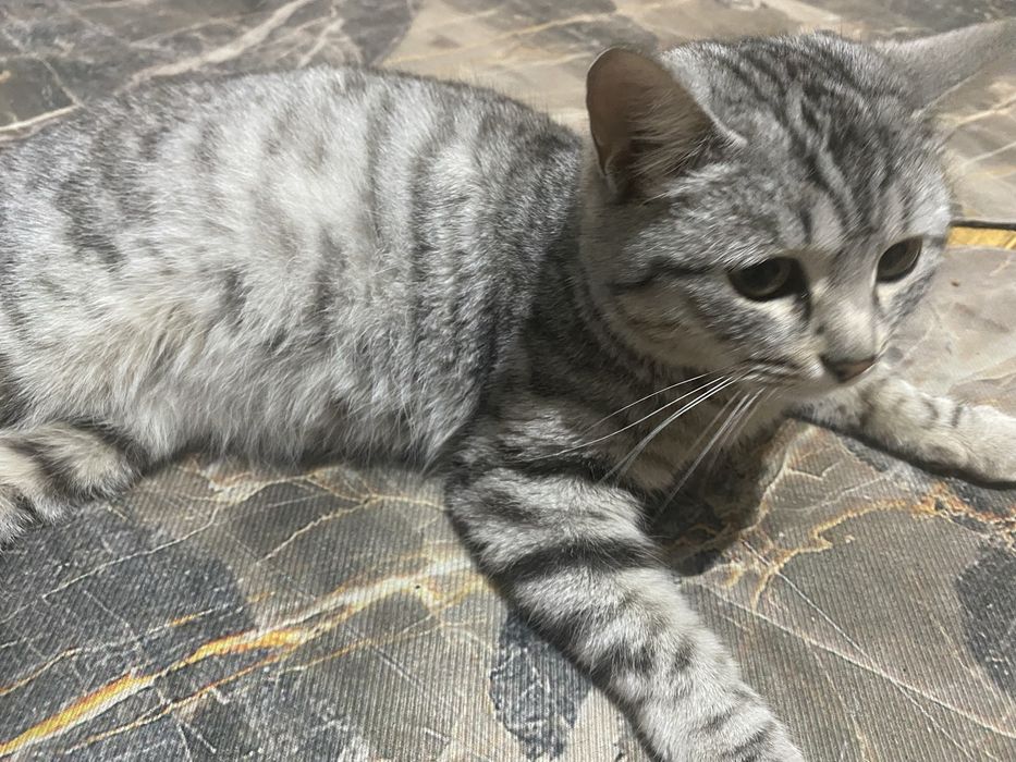 Кошка бесплатно.