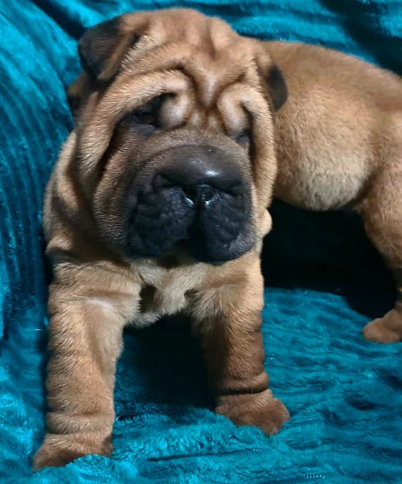 Шарпей собака .паспорт все документы имеятса