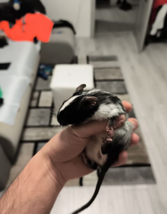 Vând pui veverițe degu