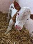 Vând vițea bălțată (Bihor)