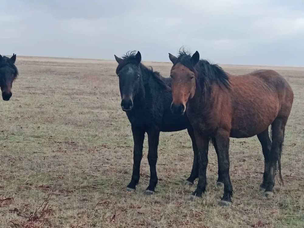 Семіз ту бие сатамын