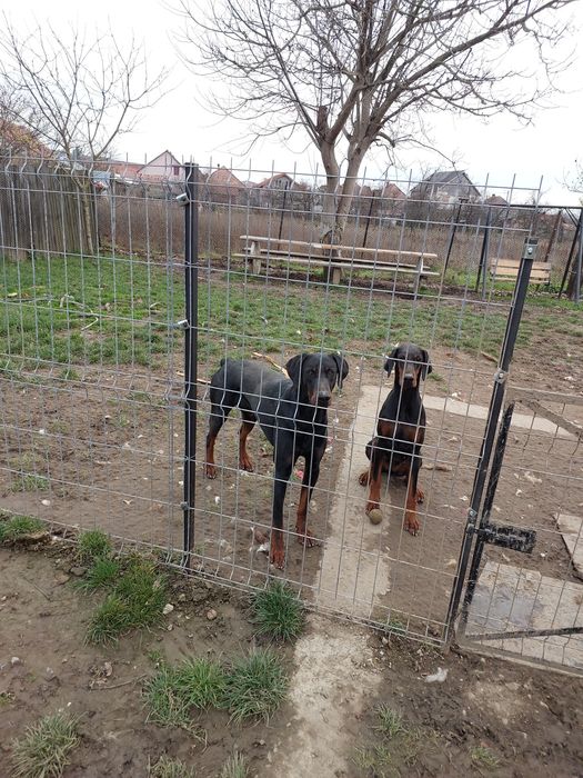Donez 2 dobermani